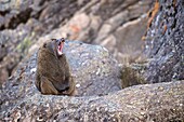 Olive baboon yawning