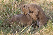 playing Lion cubs Panthera leo, Masai Mara, Kenya