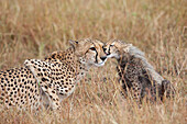 young Cheetah Acinonyx jubatus grooming mother, Masai Mara, Kenya