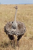 female Ostrich Struthio camelus standing in savannah, Masai Mara, Kenya