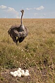 female Ostrich Struthio camelus standing at nest, Masai Mara, Kenya