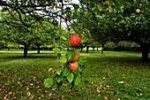 Reds apples on a tree, Asturias, Spain