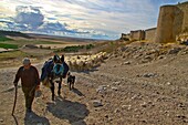 Flock sheep and Shepherd with a donkey and dogs, near castle wall Urueña, Castile and León, Spain