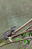 Indo-Chinese Water Dragon Physignathus cocincinus in a branch overhanging stream  Khao Yai National Park  Thailand