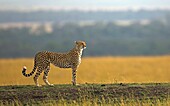 Adult female Cheetah Acinonyx jubatus surveying open savanna, Masai Mara, Kenya