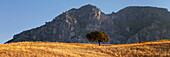 Hoam oak on yellow field with mountains in the background in the morning light, Andalusia, Spain