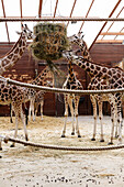 Giraffen beim Fressen, Zoo Leipzig, Sachsen, Deutschland