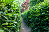 Irrgarten, Altjeßnitz, Raguhn-Jeßnitz, Sachsen-Anhalt, Deutschland