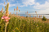 Scenery at lake Werbeliner See, Saxony, Germany