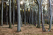 Couple walking through ghost forest near Nienhagen, Mecklenburg-Western Pomerania, Germany