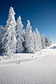 Snow covered trees and landscape, Schauinsland, near Freiburg im Breisgau, Black Forest, Baden-Wuerttemberg, Germany