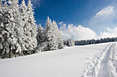 schneebedeckte Tannen am Thurner, Nähe Hinterzarten, Schwarzwald, Baden-Württemberg, Deutschland