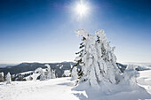 Verschneite Tannen am Feldberg, Schwarzwald, Baden-Württemberg, Deutschland