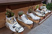 Schuhgeschäft mit Kakteen in Schuhen, Montepulciano, Provinz Siena, Toskana, Italien, Europa
