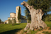 Old olive tree near the abbey of Sant Antimo, Abbazia di Sant Antimo, 12th century, Romanesque architecture, near Montalcino,  province of Siena, Tuscany, Italy, Europe