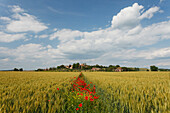 Felder mit Mohnblumen in der Nähe von Lucignano d´Arbia, Val d'Orcia, UNESCO Weltkulturerbe, Provinz Siena, Toskana, Italien, Europa
