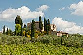 Weinberg, Landhaus bei San Gimignano, Provinz Siena, Toskana, Italien, Europa
