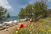 Beach at Golfo di Baratti, near Populonia, Mediterranean Sea, province of Livorno, Tuscany, Italy, Europe
