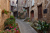 Gass mit Blumen in Pitigliano, Provinz Grosseto, Toskana, Italien, Europa