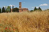 Field with cypresses and church in the background, Roselle, province of Grosseto, Tuscany, Italy, Europe