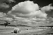Bales of hay, field near Fonteblanda, near Magliano in Toskana, province of Grosseto, Tuscany, Italy, Europe
