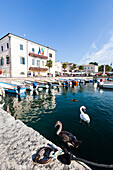 boat harbor and water birds, Bardolino, Venetia, Italy