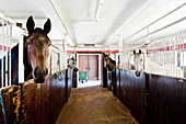 Pferde in den Ställen von Gut Immenhof bekannt aus den gleichnamigen Filmen, Malente, Schleswig-Holstein, Deutschland