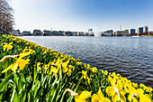 The Binnenalster of Hamburg at springtime, Hamburg, Northern Germany, Germany