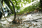 Man cyclocross touring in autumn, close-up wheel, Oberambach, Munsing, Bavaria, Germany