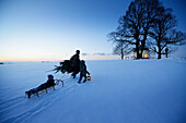 Vater mit zwei Kindern trägt Weihnachtsbaum durch Schnee, Degerndorf, Münsing, Oberbayern, Deutschland