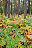 Ferns in Darss forest, Darss, Nationalpark Vorpommersche Boddenlandschaft, Mecklenburg-Western Pomerania, Germany