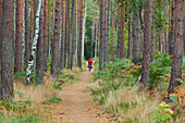Weg durch den Darßer Wald, Darß, Kiefern, Nationalpark Vorpommersche Boddenlandschaft, Mecklenburg-Vorpommern, Deutschland