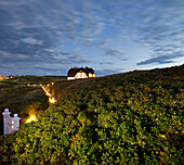 Private house, Wild roses, Sylt, Schleswig-Holstein, Germany