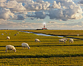 Sheep grazing in a field near Westerhaven lighthouse, Schleswig-Holstein, Germany
