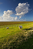 Schafe am Deich, Westerhever, Cumulus Wolken, Schleswig-Holstein, Deutschland