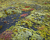 moosbedeckter Boden nahe Sólheimajökull, Südisland, Island