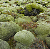 Moss covered stones, Eldhraun lava field, South Iceland, Iceland