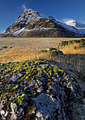 Stones covered in moss, Fellsfjall, Midfellstidur, Sudursveit, East Iceland, Iceland