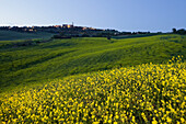 Rapsfelder mit Häuser im Hintergrund am Abend, Pienza, Toskana, Italien