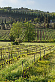 Weinbau bei Castelnuovo Dellbate, Toskana, Italien