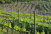 Weinbau bei Castelnuovo dellabate, Toskana, Italien