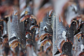 Close up of stockfish, Lofoten, Nordland, Norway