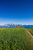 A bench on the Planai, Dachstein mountains in background, Styria, Austria