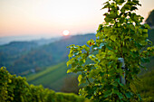 Weinberg im Herbst, Steiermark, Österreich