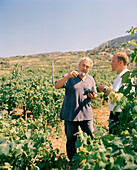 CROATIA, Hvar, Dalmatian Coast, Vintner Andro Tomic with his worker in his winery Bastijana on the island of Hvar. He makes Prosek.