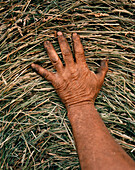 USA, Minessota, close-up of a farmer's hand holding hay bale