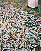 OMAN, Muscat, person standing by fish for sale at a fishermen's outdoor market