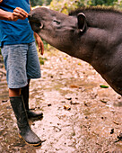 PERU, Amazon Rainforest, South America, Latin America, low section view of a person feeding Tapir