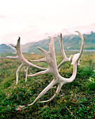 USA, Alaska, caribou antlers on tundra, Denali National Park