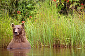 USA, Alaska, grizzly bear in weasel lake, Redoubt Bay